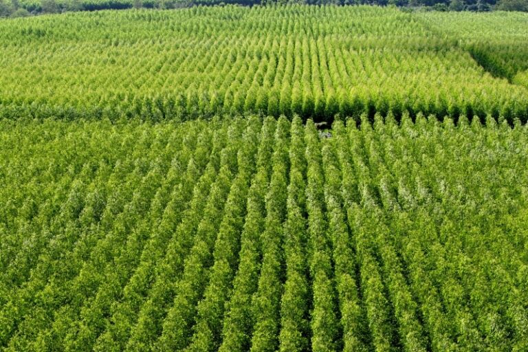 Seagri, Abaf e UFRB promovem seminário sobre produção florestal em Cruz das Almas